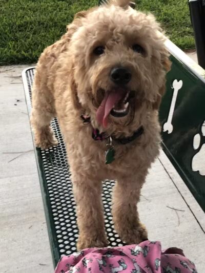 McChesney Dog Park - Port St. Lucie, FL