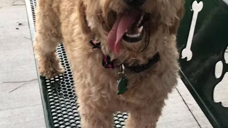 McChesney Dog Park - Port St. Lucie, FL