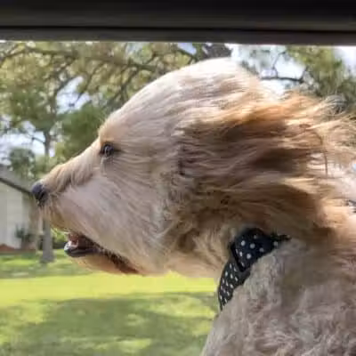 McChesney Dog Park - Port St. Lucie, FL