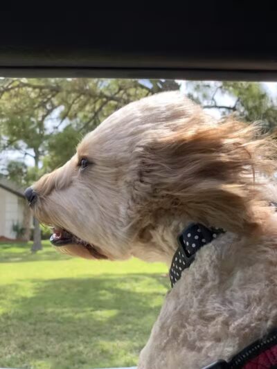 McChesney Dog Park - Port St. Lucie, FL