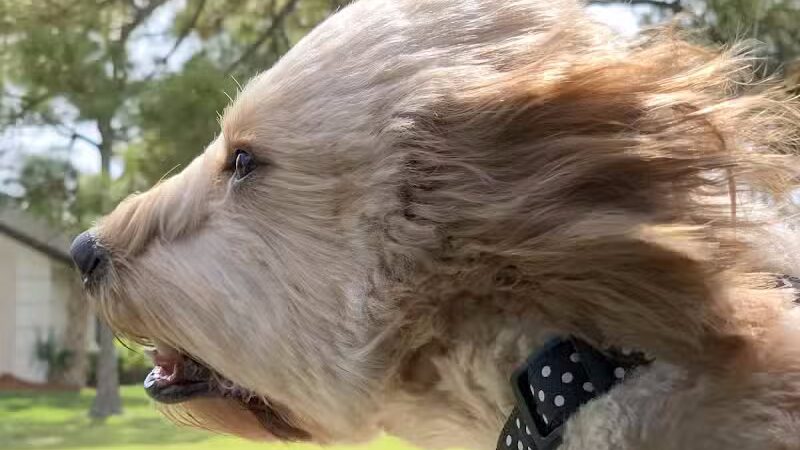 McChesney Dog Park - Port St. Lucie, FL