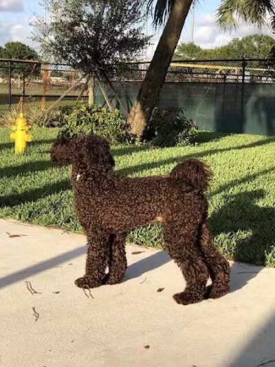 McChesney Dog Park - Port St. Lucie, FL