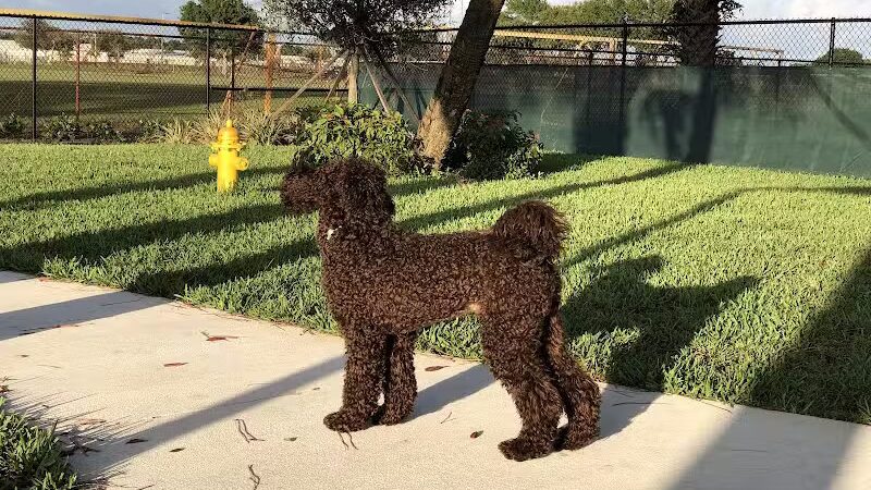 McChesney Dog Park - Port St. Lucie, FL