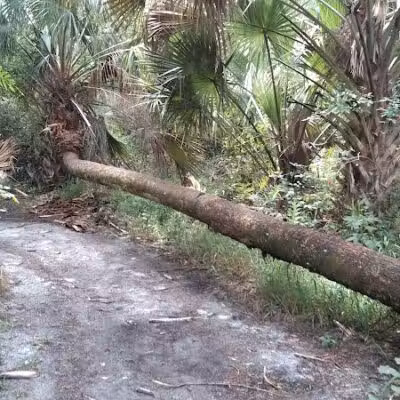Paleo Hammock Preserve - Port St. Lucie, FL