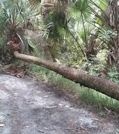 Paleo Hammock Preserve - Port St. Lucie, FL