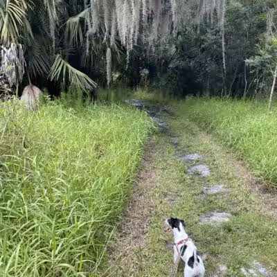 Paleo Hammock Preserve - Port St. Lucie, FL