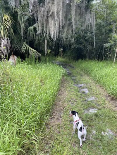 Paleo Hammock Preserve - Port St. Lucie, FL