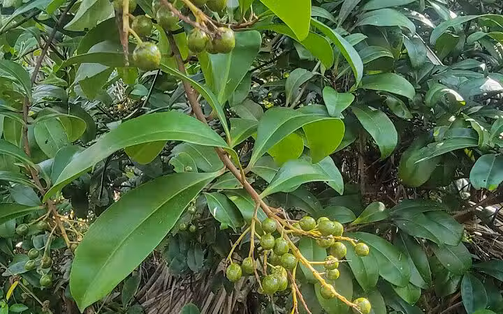 Paleo Hammock Preserve - Port St. Lucie, FL