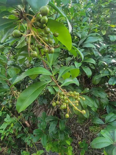 Paleo Hammock Preserve - Port St. Lucie, FL