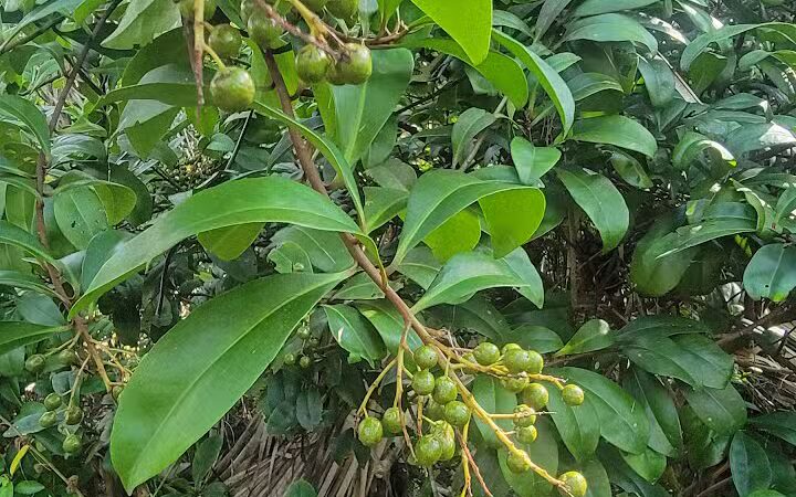 Paleo Hammock Preserve - Port St. Lucie, FL