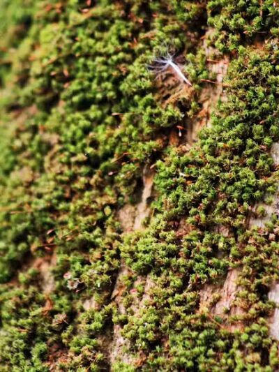 Paleo Hammock Preserve - Port St. Lucie, FL