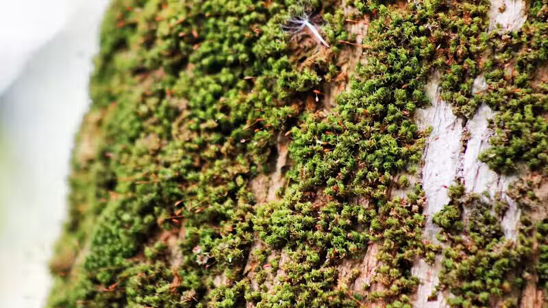 Paleo Hammock Preserve - Port St. Lucie, FL