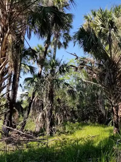 Paleo Hammock Preserve - Port St. Lucie, FL