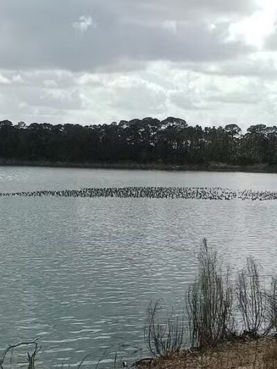 Peacock park - Port St. Lucie, FL