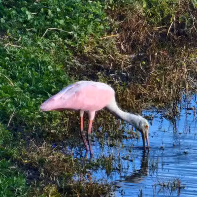 Peacock park - Port St. Lucie, FL