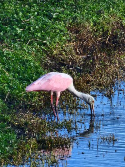 Peacock park - Port St. Lucie, FL