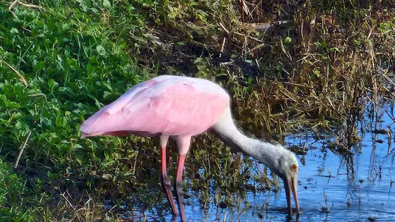Peacock park - Port St. Lucie, FL
