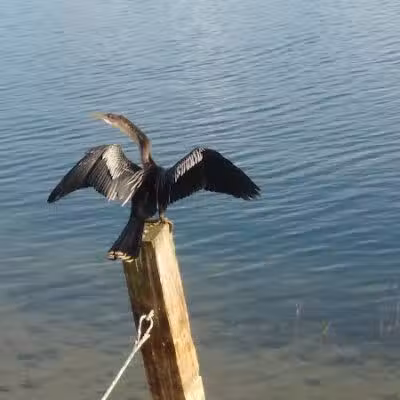 Peacock park - Port St. Lucie, FL