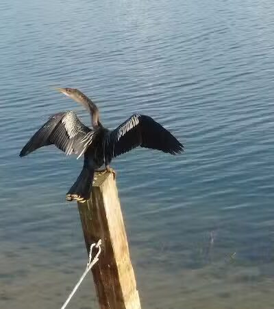 Peacock park - Port St. Lucie, FL