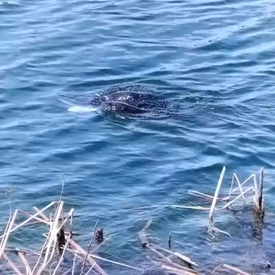 Peacock park - Port St. Lucie, FL