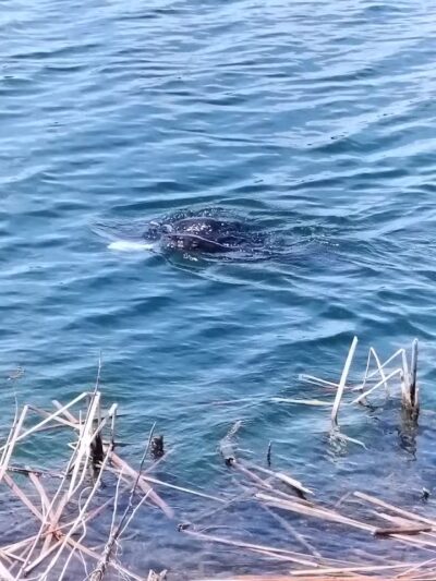 Peacock park - Port St. Lucie, FL