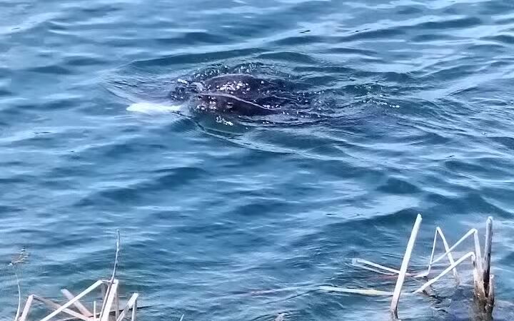 Peacock park - Port St. Lucie, FL