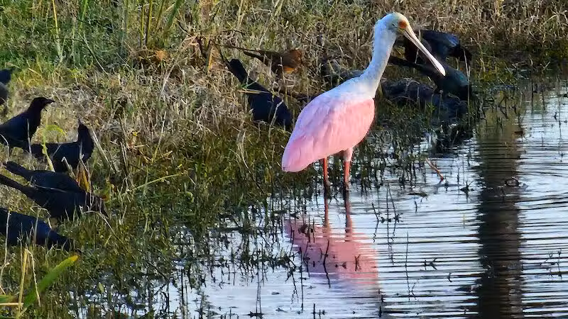 Sandhill Crane Park - Port St. Lucie, FL