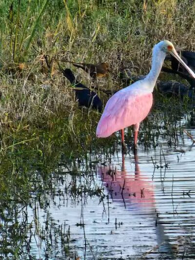 Sandhill Crane Park - Port St. Lucie, FL