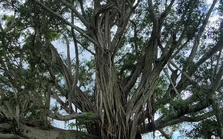 The boardwalk at the port - Port St. Lucie, FL