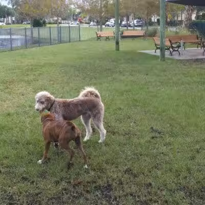 Tradition Dog Park (private) - Port St. Lucie, FL