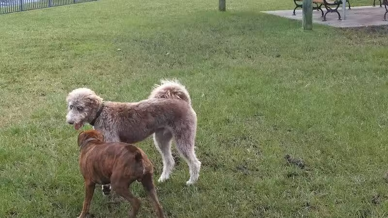 Tradition Dog Park (private) - Port St. Lucie, FL