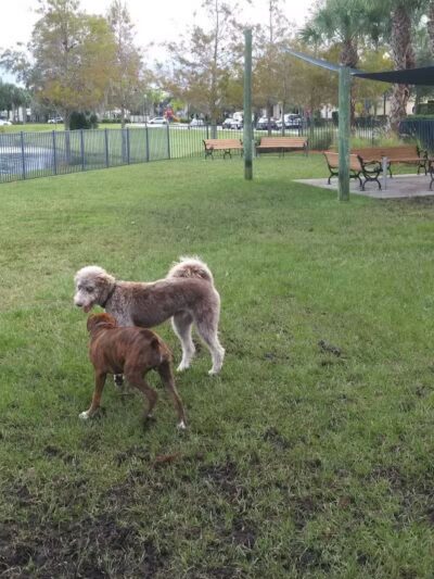 Tradition Dog Park (private) - Port St. Lucie, FL