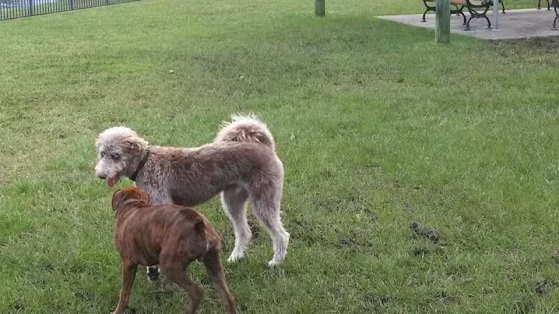 Tradition Dog Park (private) - Port St. Lucie, FL