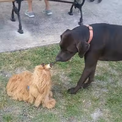 Tradition Dog Park (private) - Port St. Lucie, FL