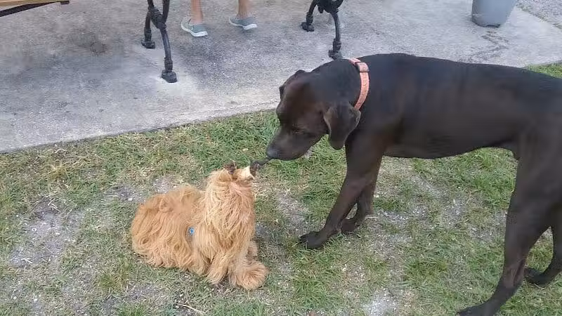 Tradition Dog Park (private) - Port St. Lucie, FL