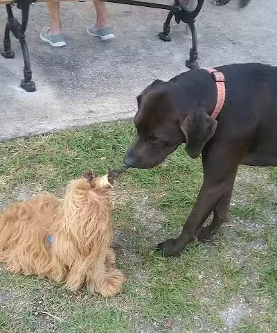 Tradition Dog Park (private) - Port St. Lucie, FL