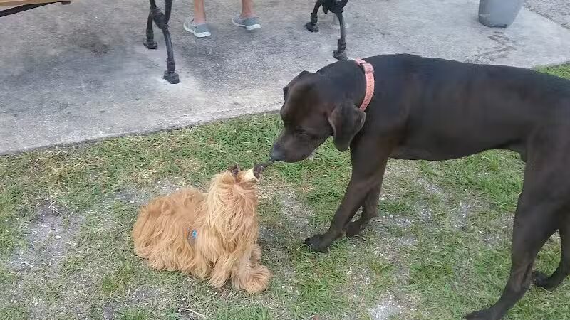 Tradition Dog Park (private) - Port St. Lucie, FL