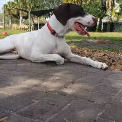 Tradition Dog Park (private) - Port St. Lucie, FL