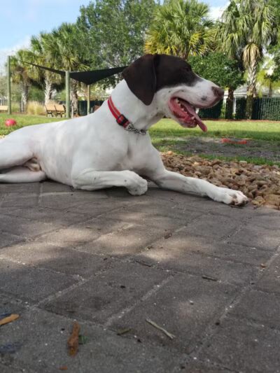 Tradition Dog Park (private) - Port St. Lucie, FL
