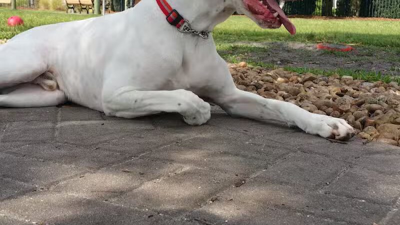 Tradition Dog Park (private) - Port St. Lucie, FL