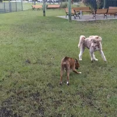 Tradition Dog Park (private) - Port St. Lucie, FL