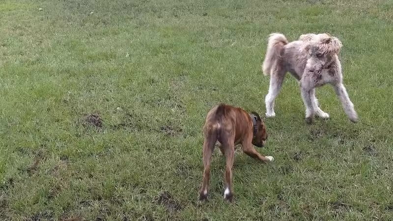 Tradition Dog Park (private) - Port St. Lucie, FL