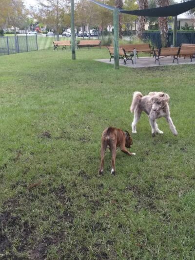 Tradition Dog Park (private) - Port St. Lucie, FL