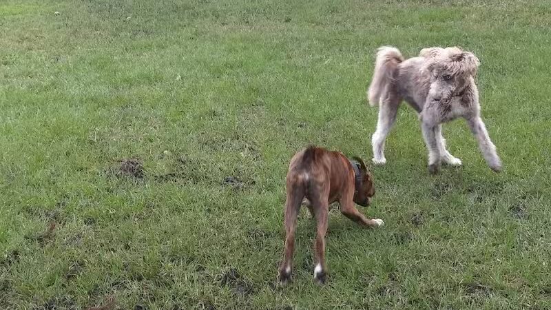 Tradition Dog Park (private) - Port St. Lucie, FL