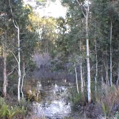 Wilderness Park - Port St. Lucie, FL