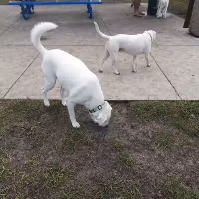 Winter Lakes Dog Park - Port St. Lucie, FL