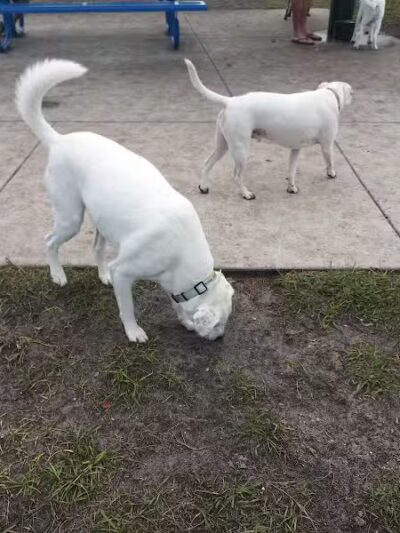 Winter Lakes Dog Park - Port St. Lucie, FL