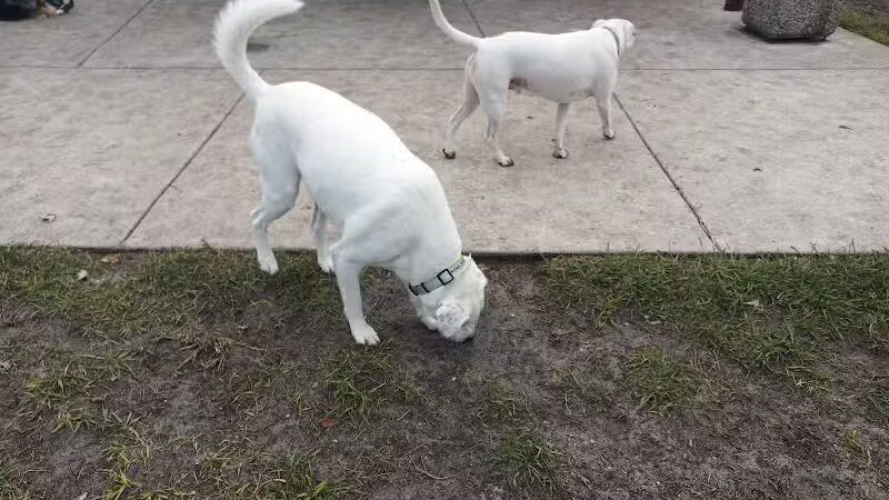 Winter Lakes Dog Park - Port St. Lucie, FL