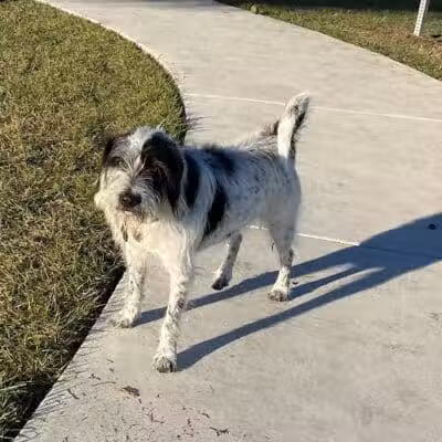 Winter Lakes Dog Park - Port St. Lucie, FL