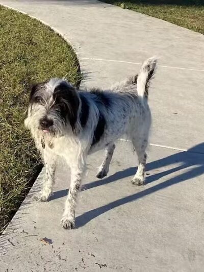 Winter Lakes Dog Park - Port St. Lucie, FL